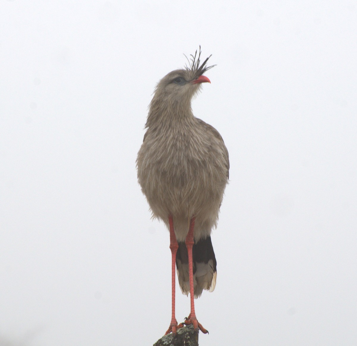 Red-legged Seriema - ML638246504