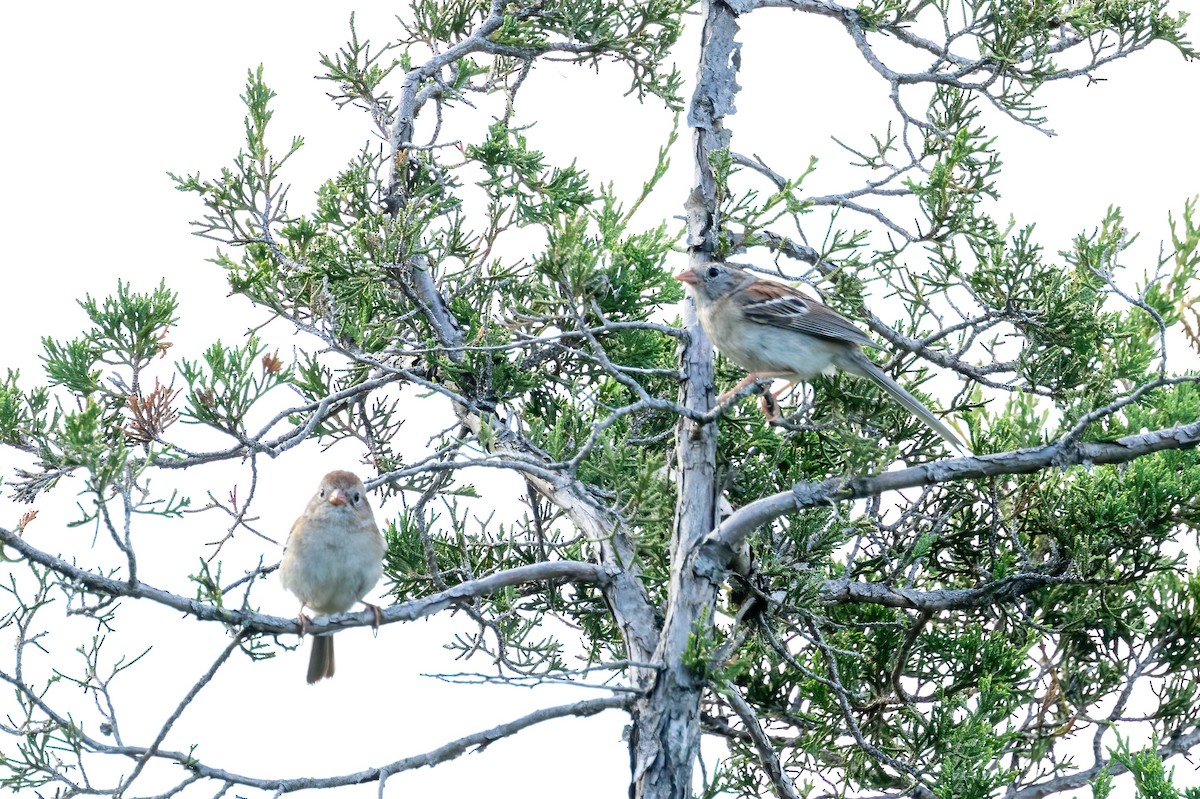 Field Sparrow - ML638246505