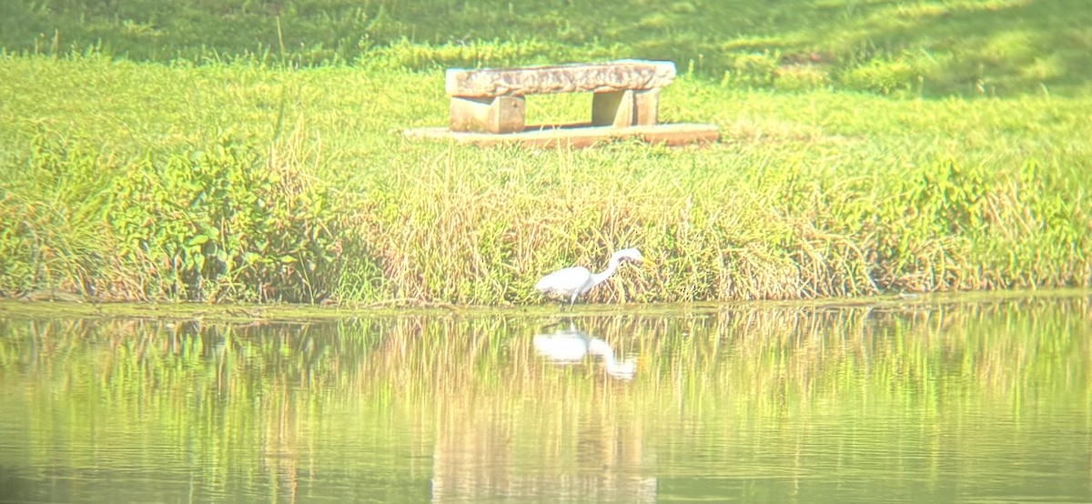 Цасч дэглий - ML638246521