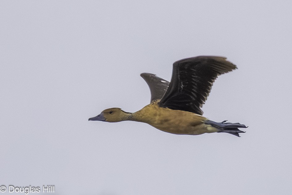 Fulvous Whistling-Duck - ML638246542