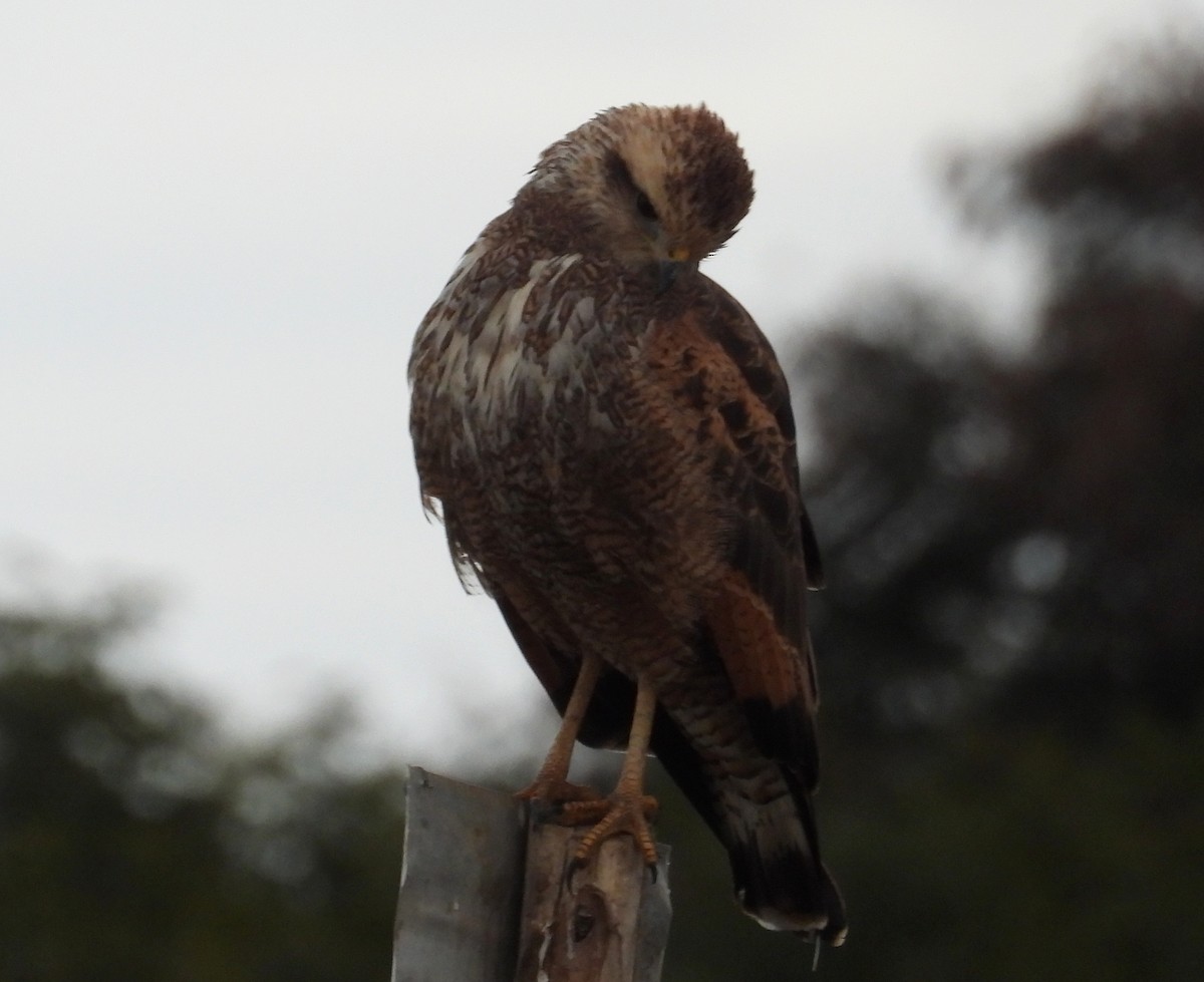 Savanna Hawk - ML638246545