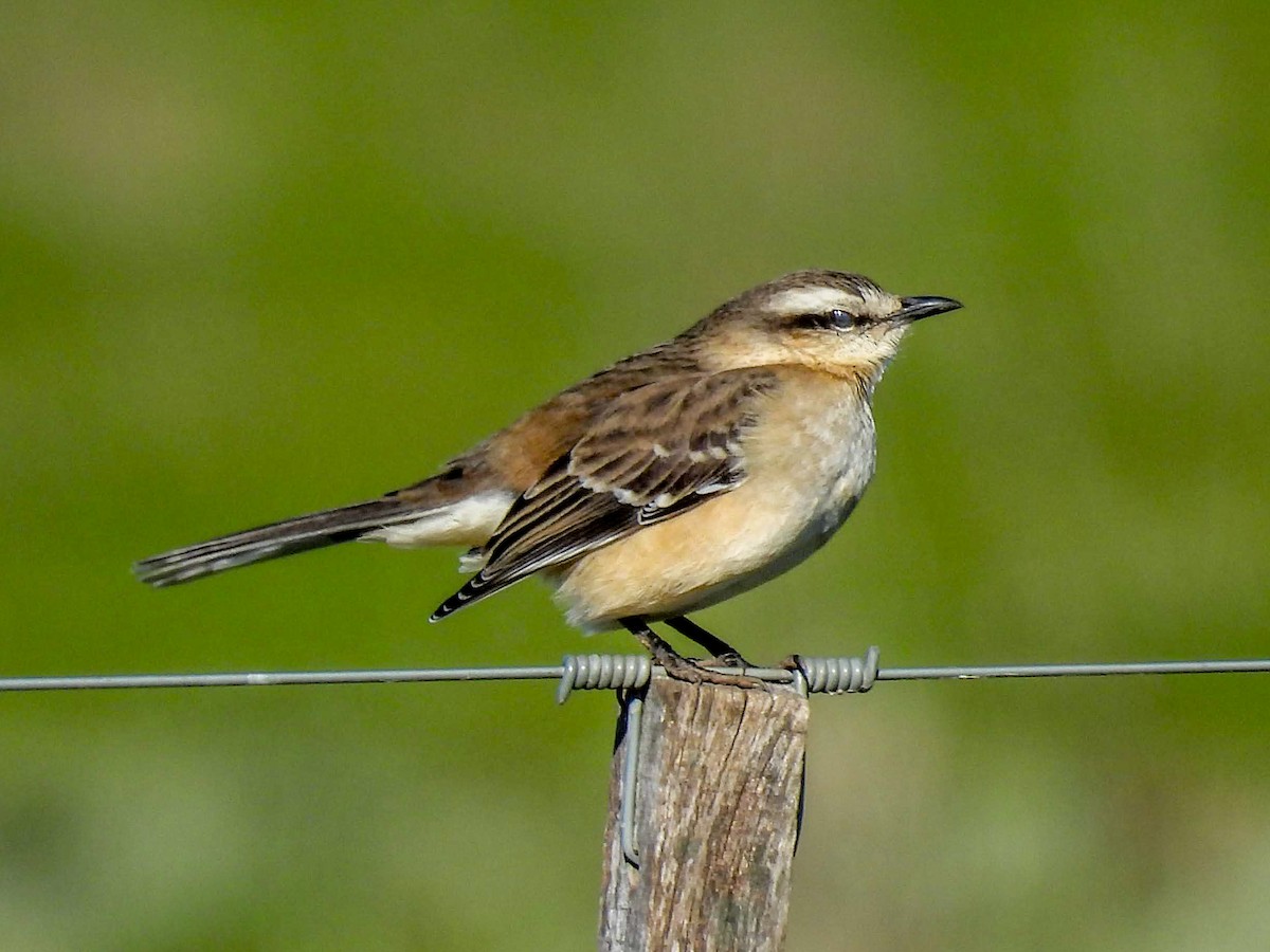 Chalk-browed Mockingbird - ML638246559