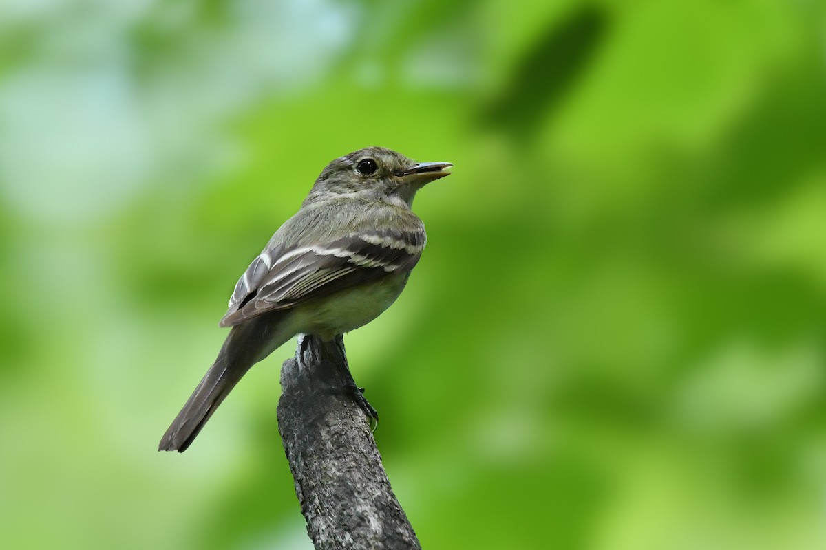 Acadian Flycatcher - ML638246570