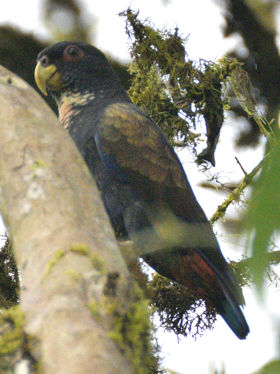 Bronze-winged Parrot - ML638246575