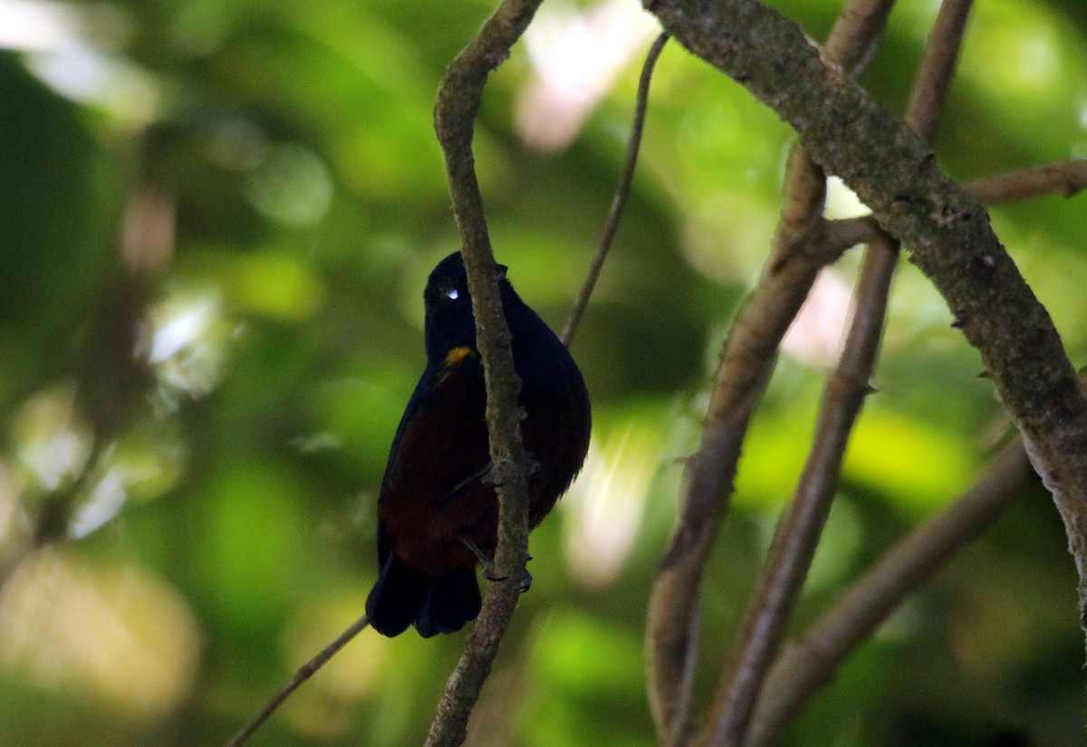 Chestnut-bellied Euphonia - ML638246578