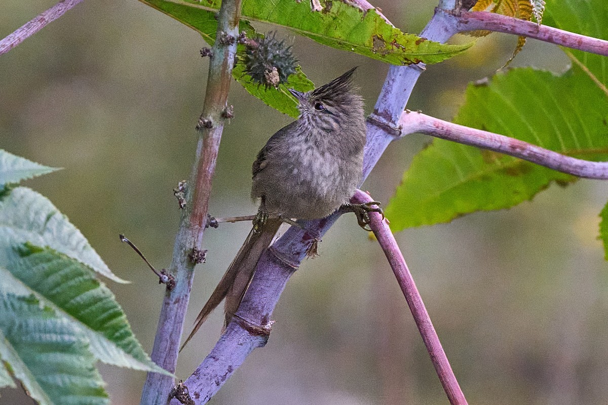 Tufted Tit-Spinetail - ML638246584