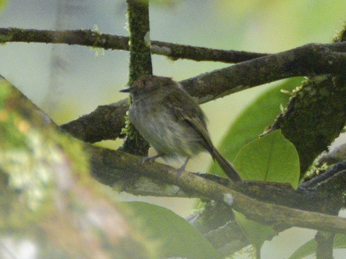 Scale-crested Pygmy-Tyrant - ML638246597