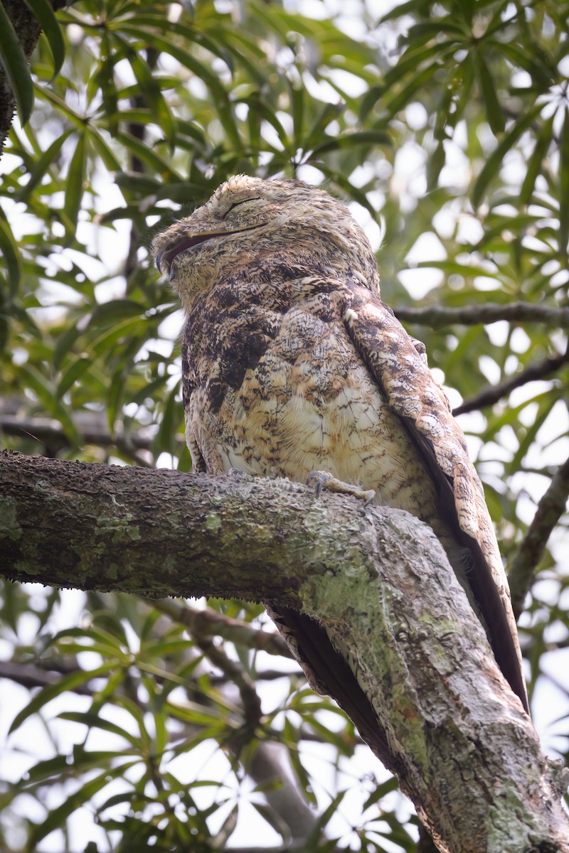 Great Potoo - ML638246621