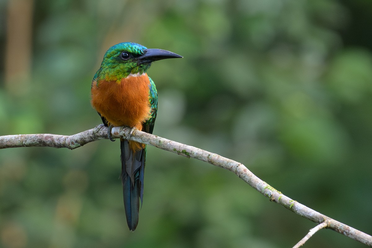 Great Jacamar - ML638246632