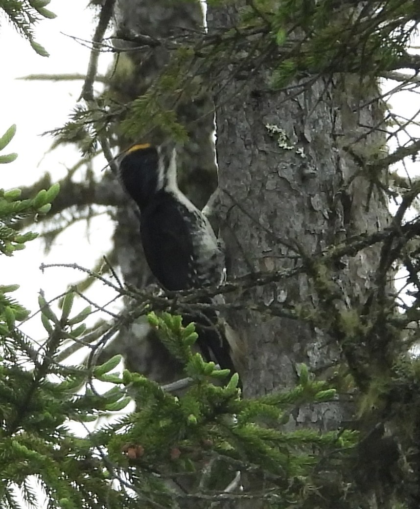 Black-backed Woodpecker - ML638246642