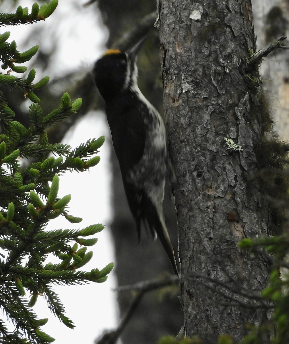 Black-backed Woodpecker - ML638246643