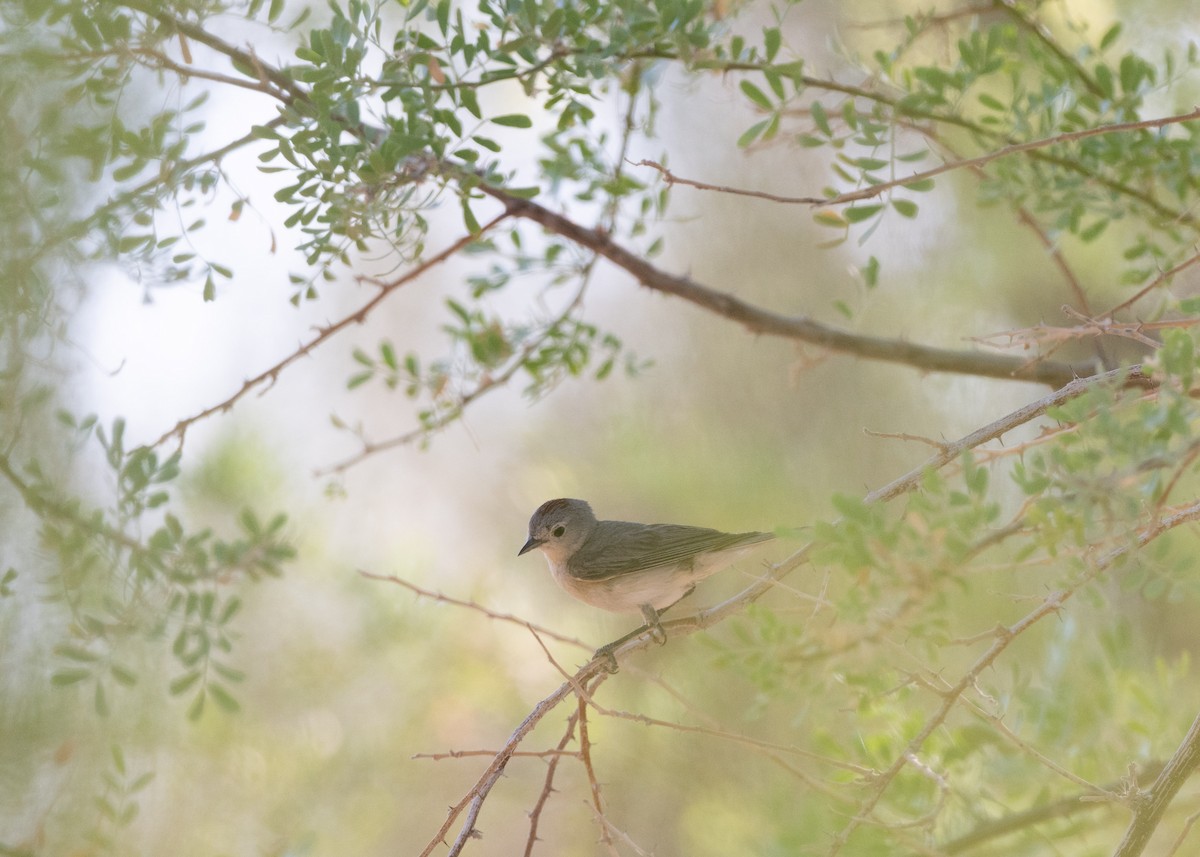 Lucy's Warbler - ML638246652