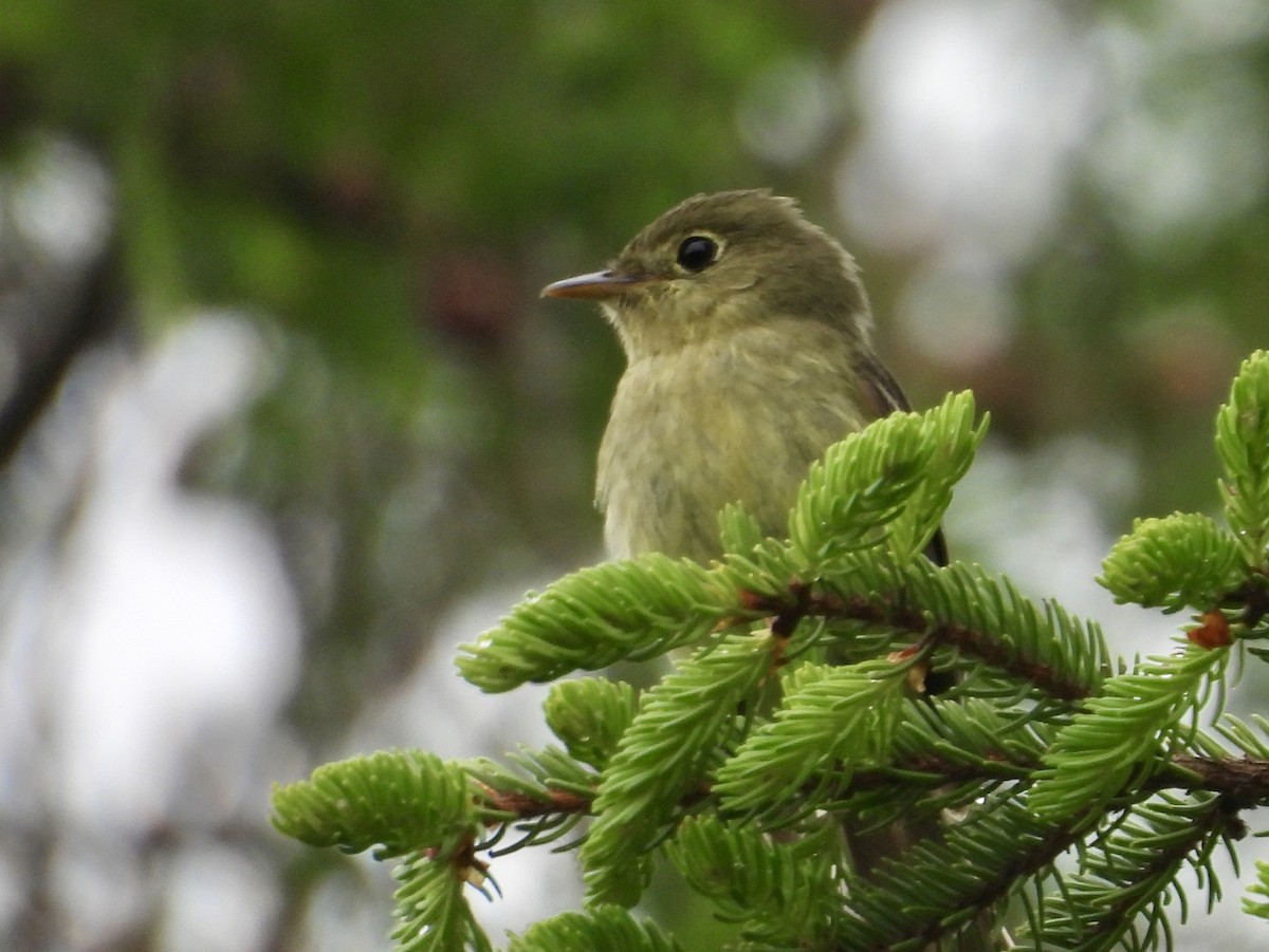 Yellow-bellied Flycatcher - ML638246654