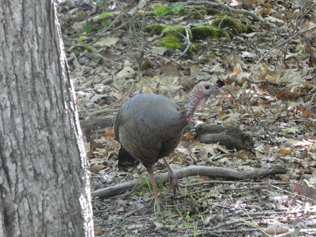 Wild Turkey - ML638246655