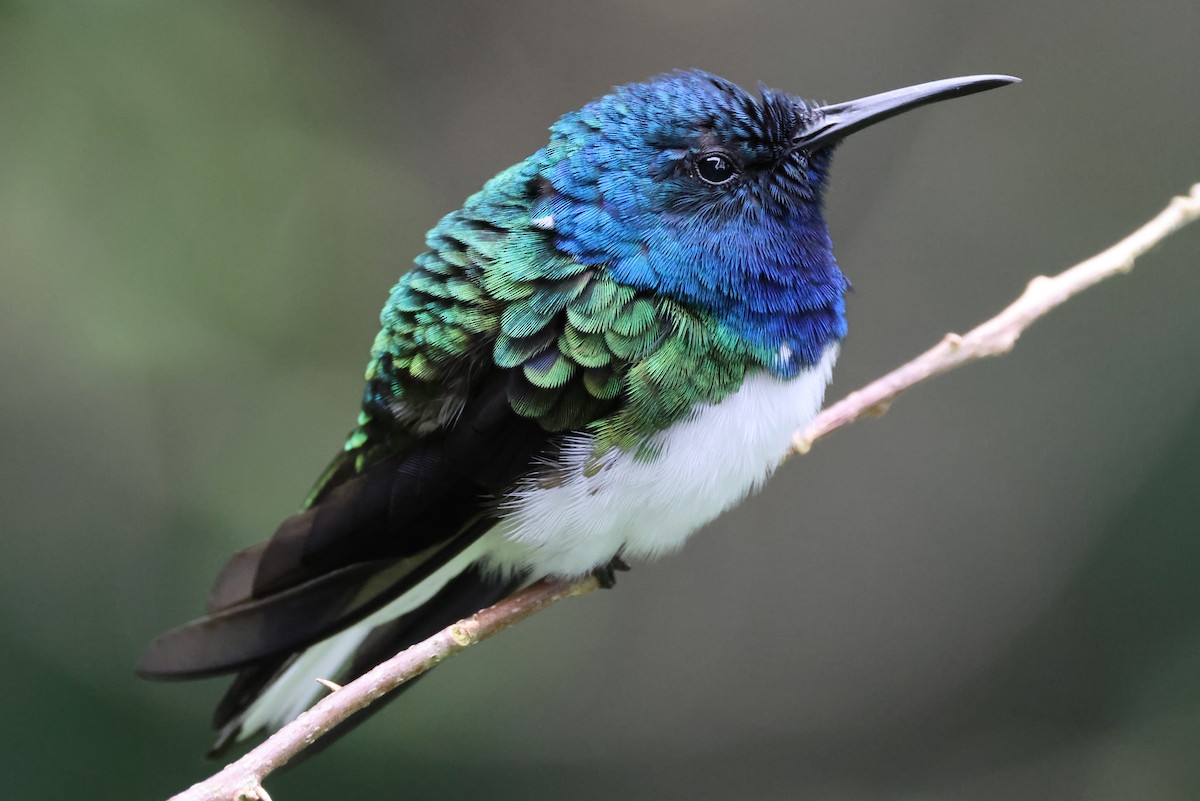 White-necked Jacobin - ML638246659
