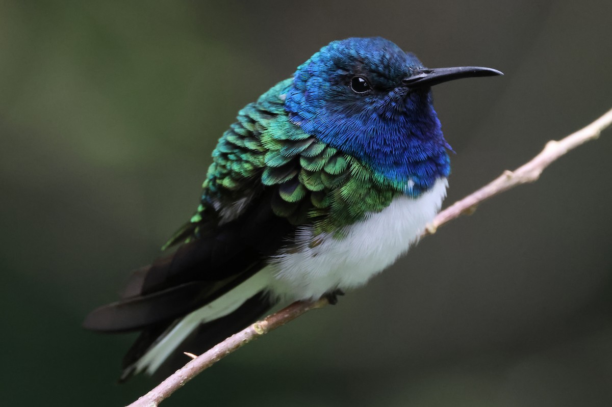 White-necked Jacobin - ML638246665