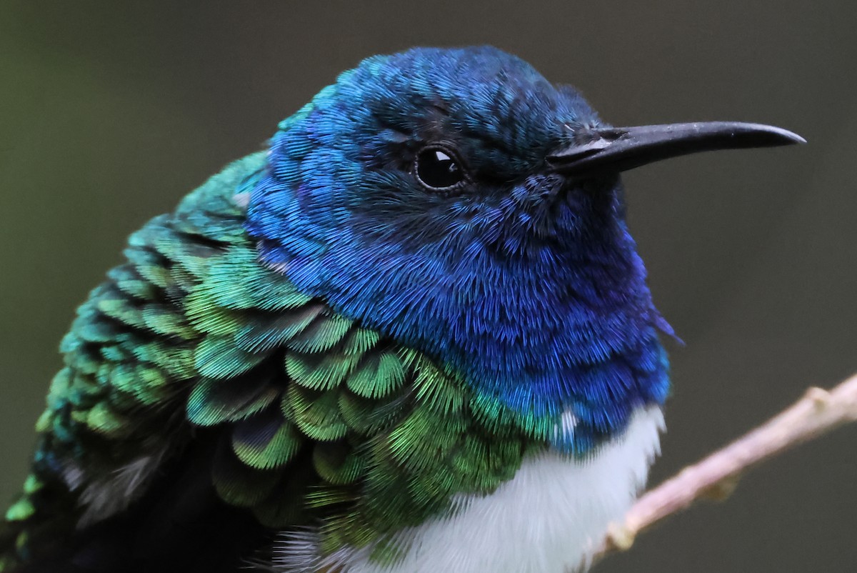 White-necked Jacobin - ML638246667