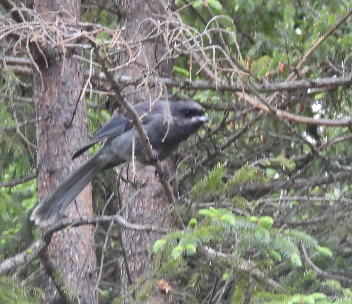 Canada Jay - ML638246668