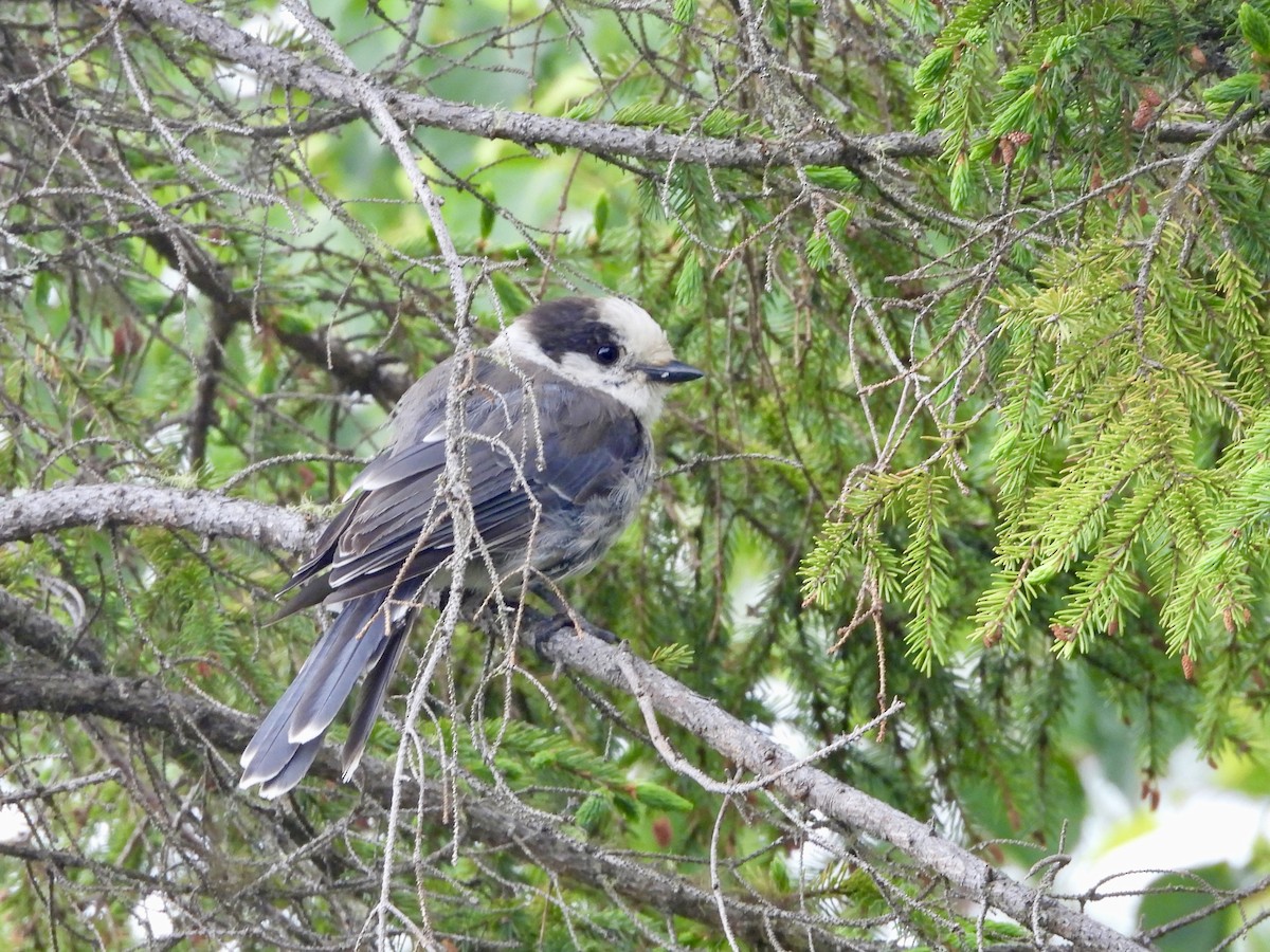 Canada Jay - ML638246669