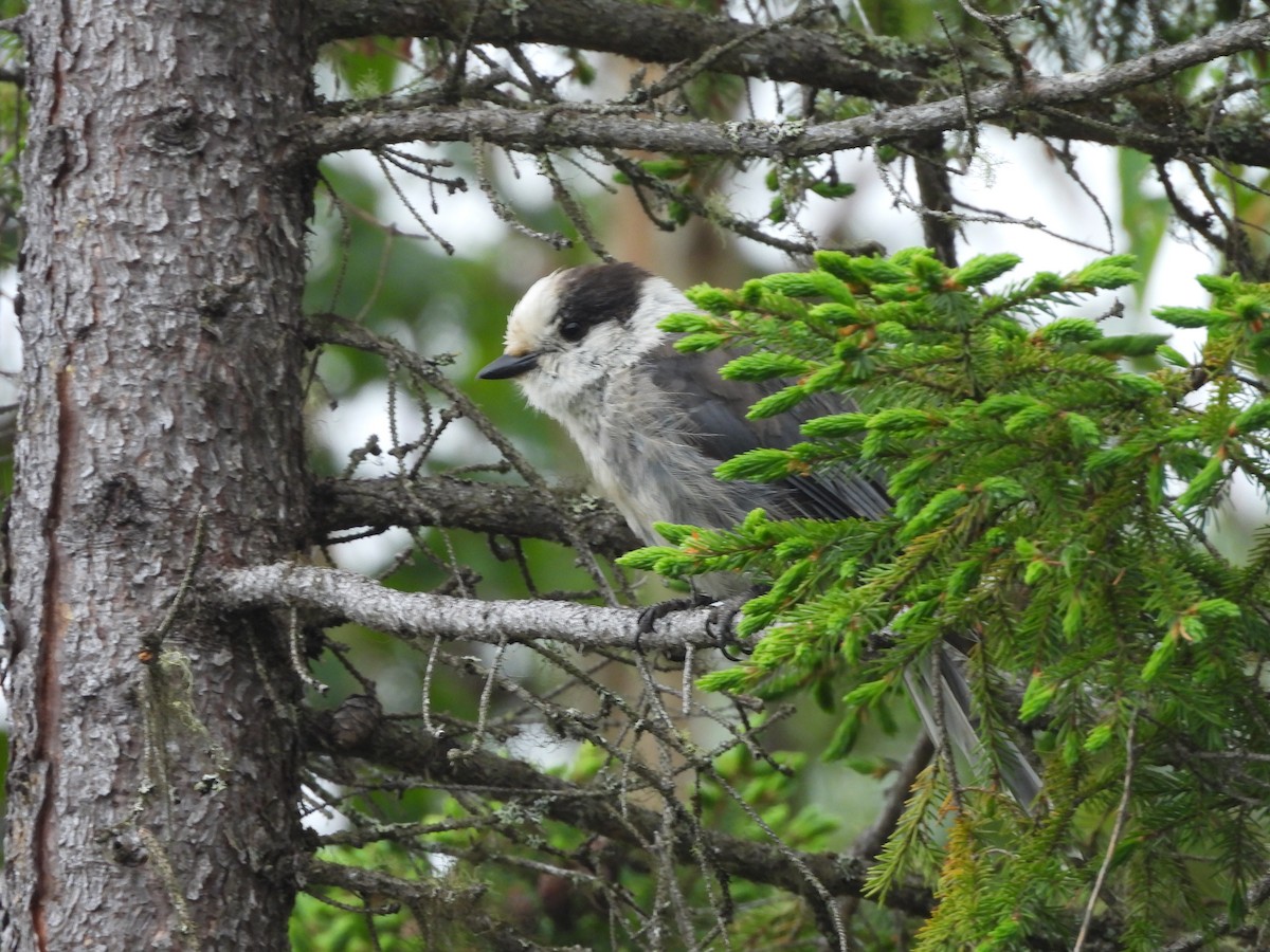 Canada Jay - ML638246670