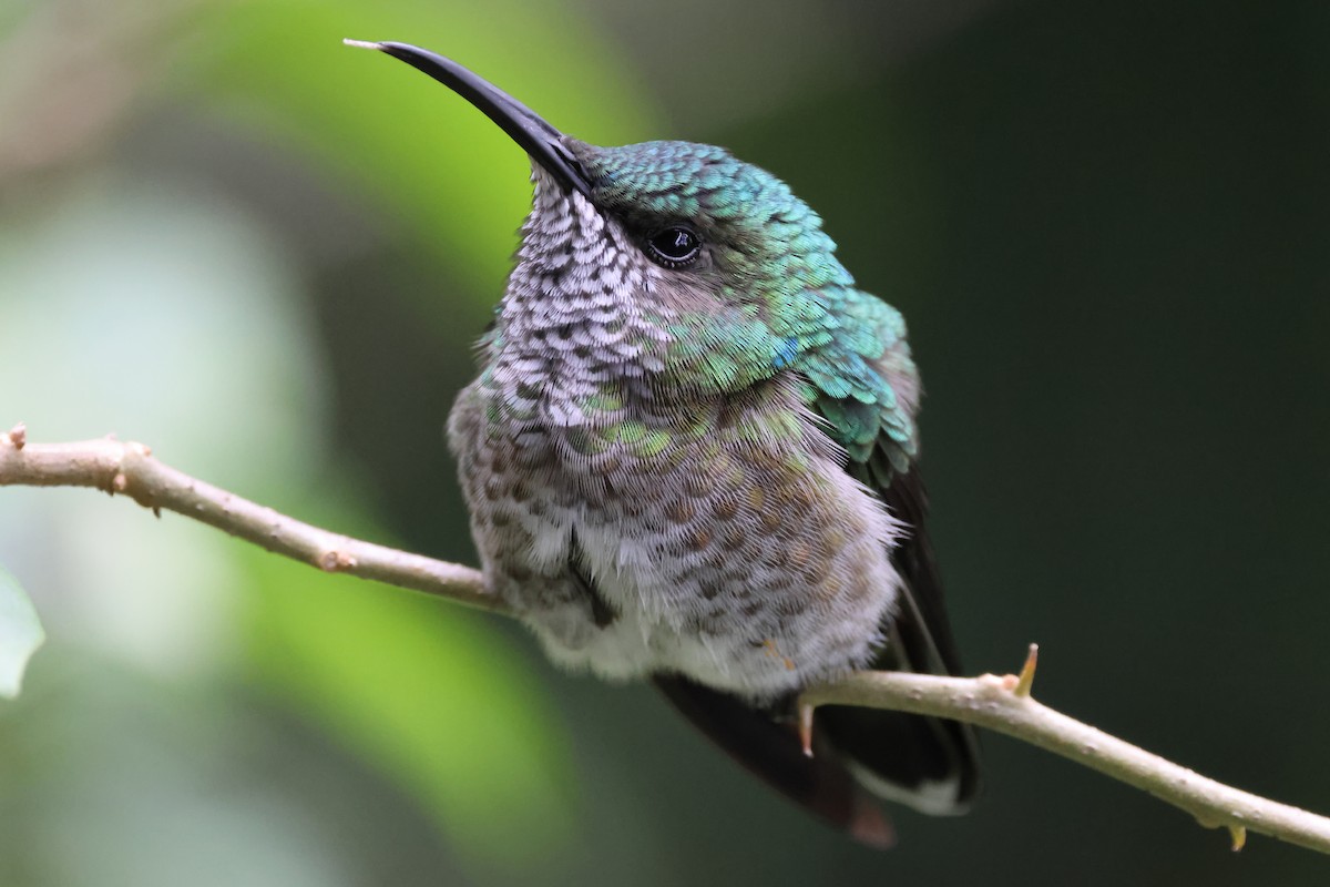 White-necked Jacobin - ML638246671
