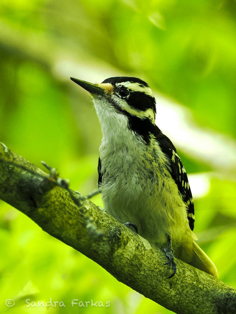 Hairy Woodpecker (Eastern) - ML638246674