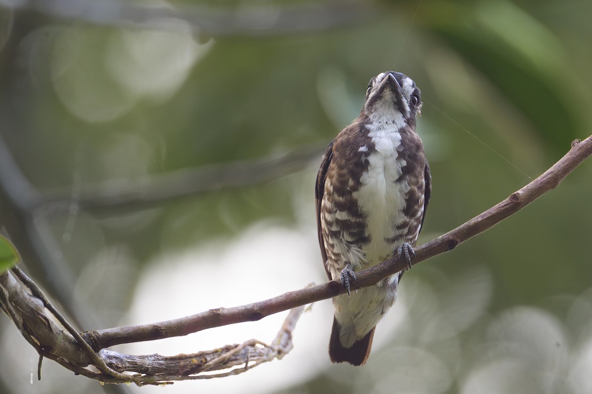 White-browed Purpletuft - ML638246676