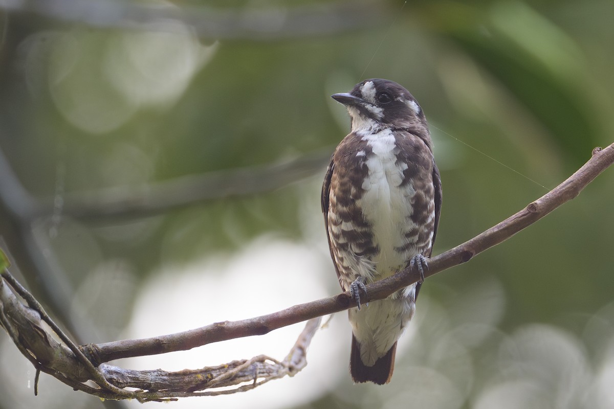 White-browed Purpletuft - ML638246677