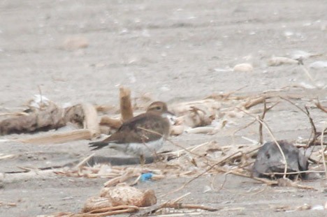 Spotted Sandpiper - ML638246679