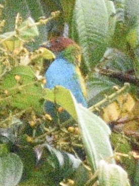 Bay-headed Tanager - ML638246681