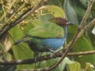 Bay-headed Tanager - ML638246682