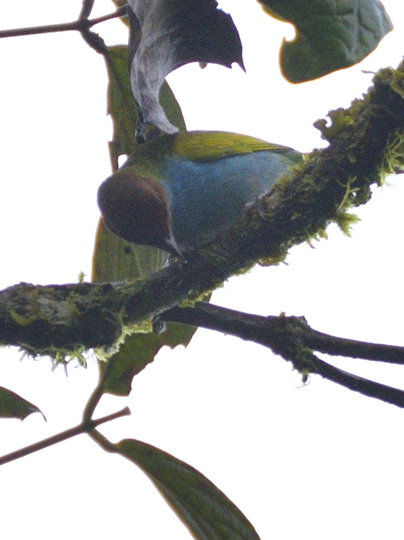 Bay-headed Tanager - ML638246683