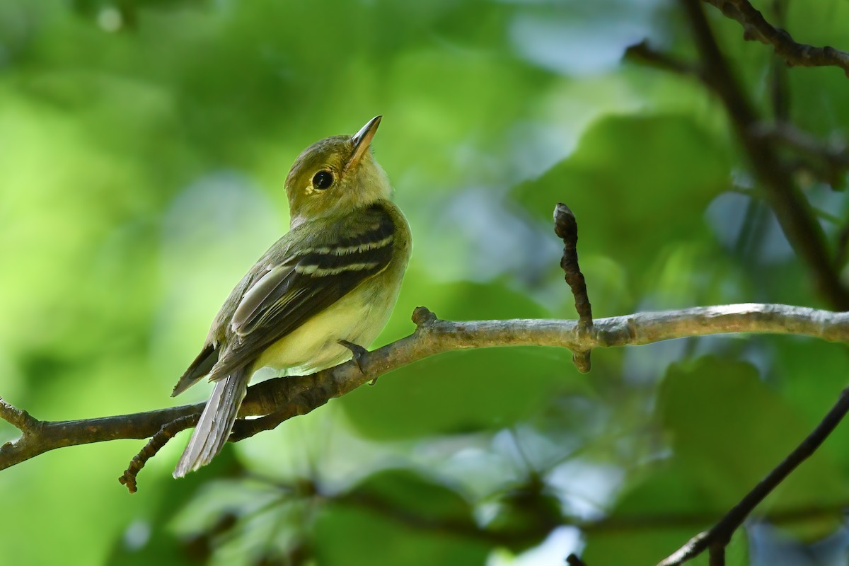 Acadian Flycatcher - ML638246695