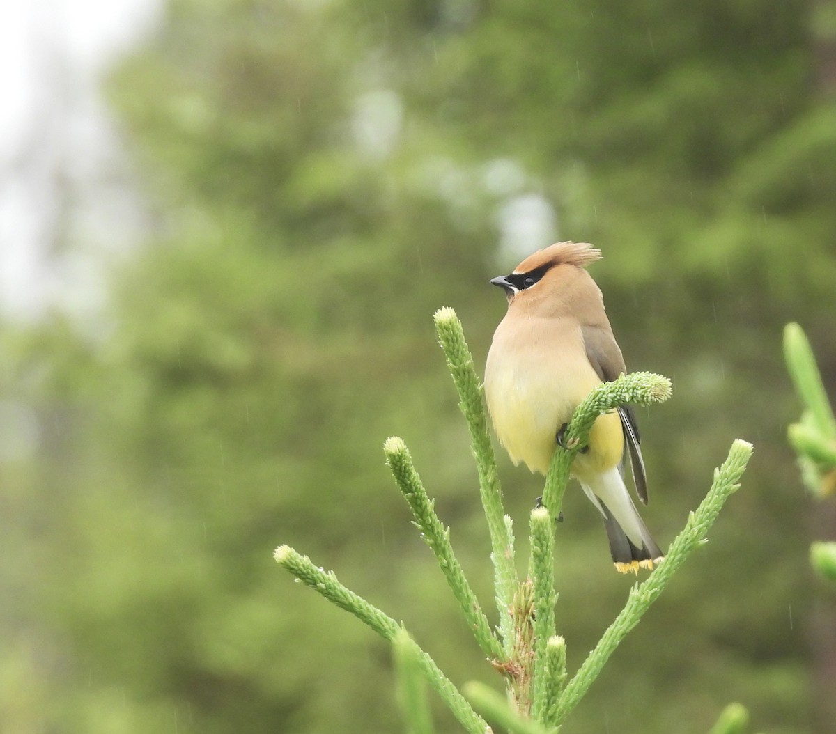 Cedar Waxwing - ML638246696