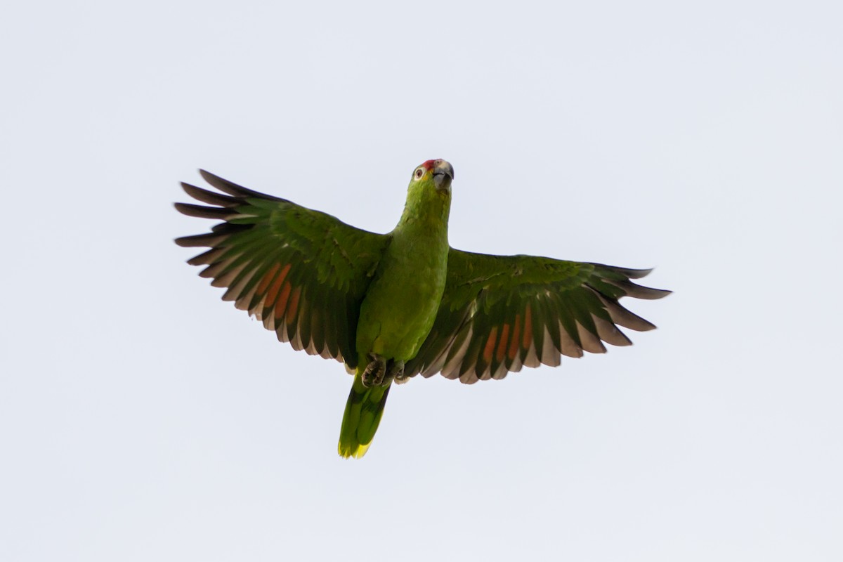 Red-lored Amazon - ML638246735