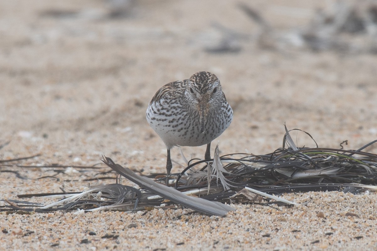 White-rumped Sandpiper - ML638246740