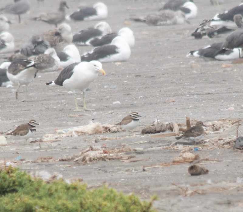 Killdeer - ML638246759