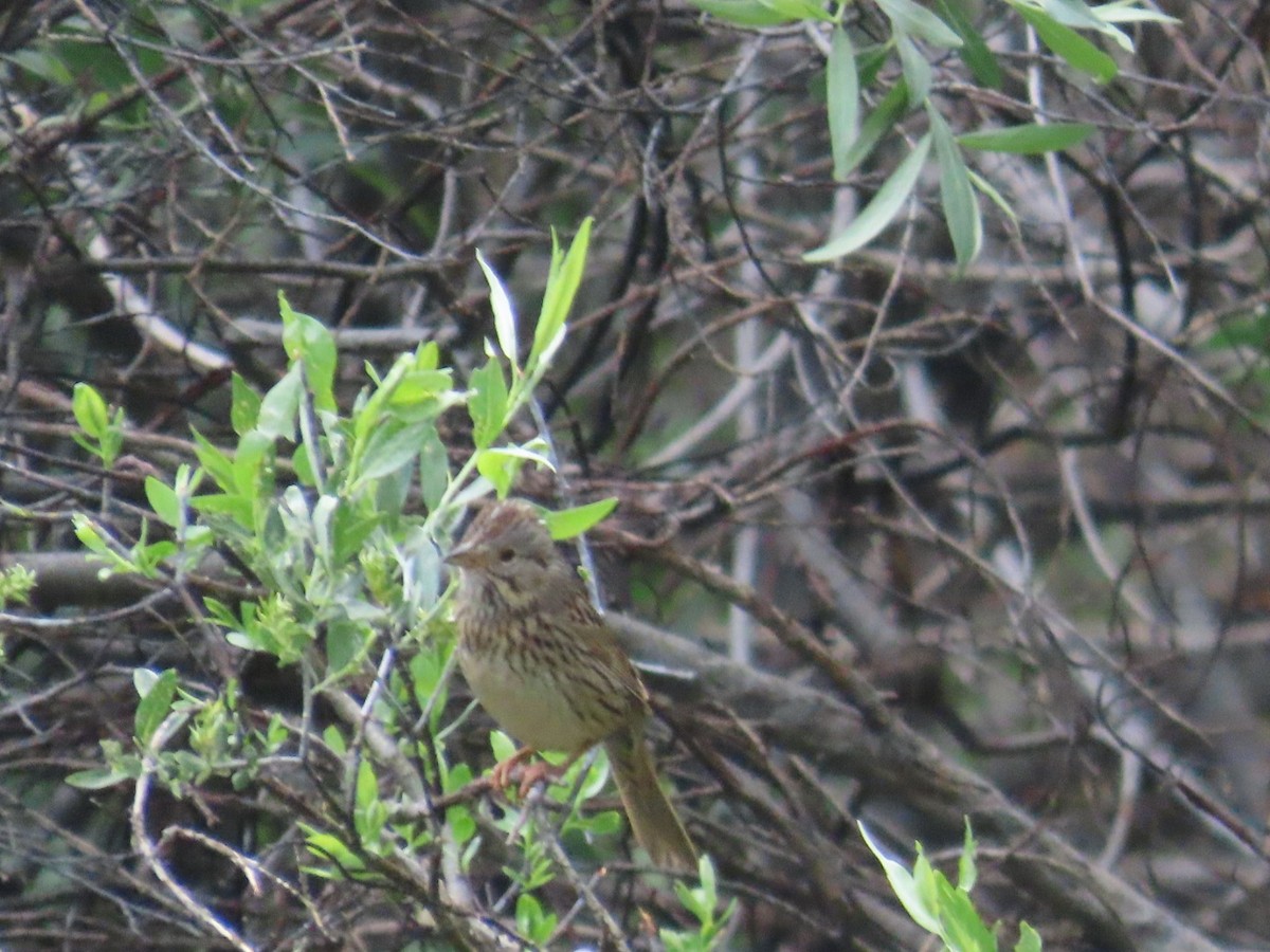 Lincoln's Sparrow - ML638246762