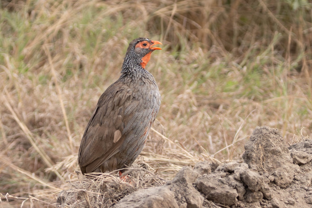 Handsome Spurfowl - ML638246789