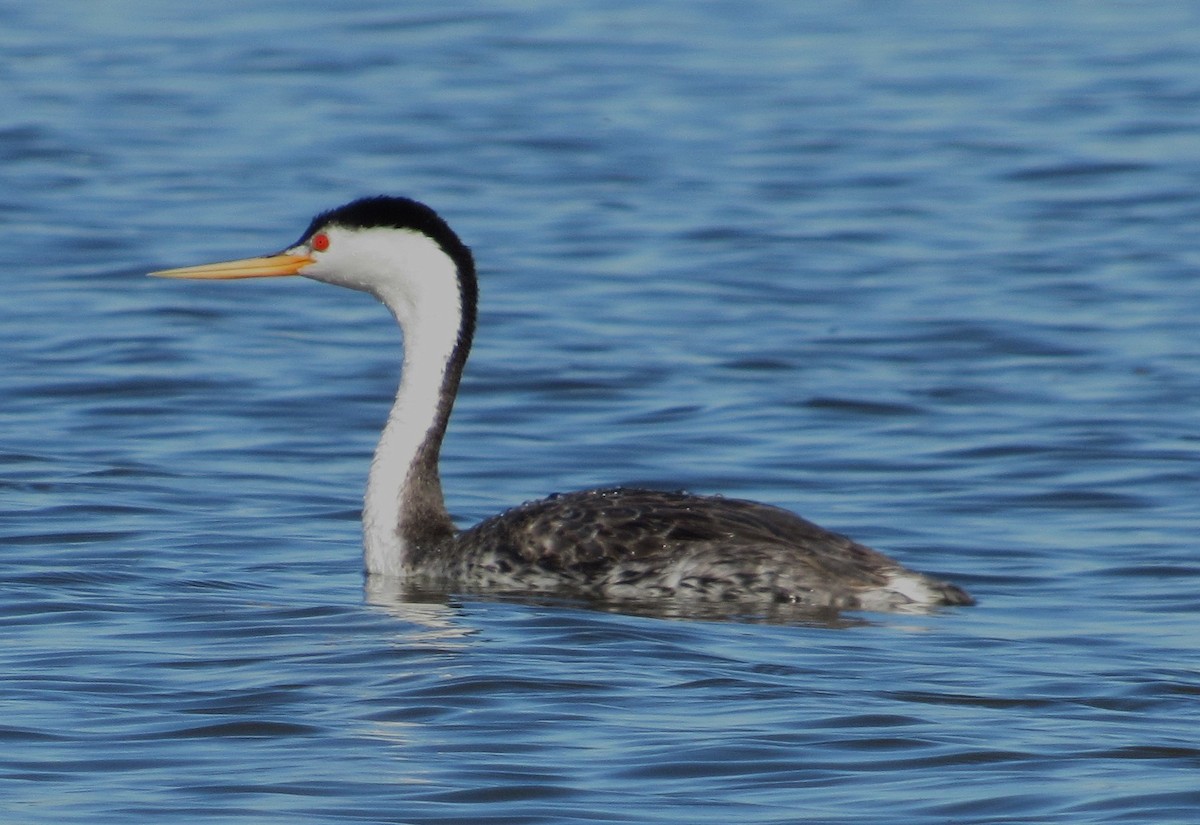Clark's Grebe - ML638246796