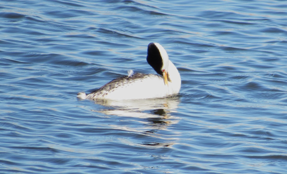 Clark's Grebe - ML638246798