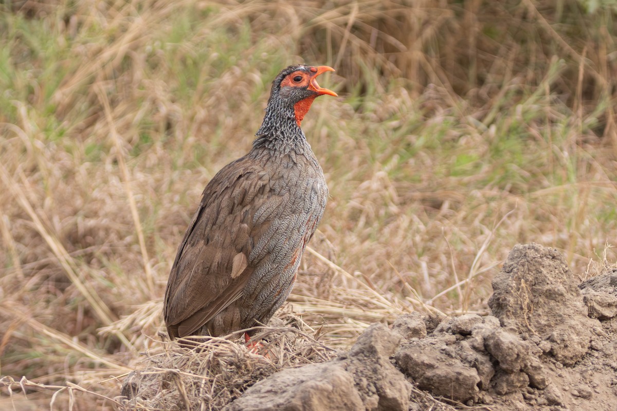Handsome Spurfowl - ML638246801