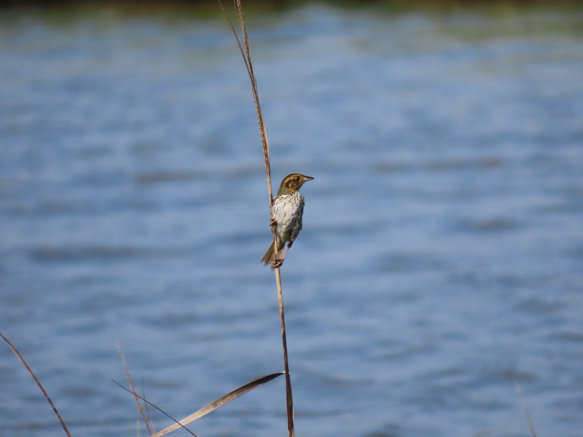 Saltmarsh Sparrow - ML638246802