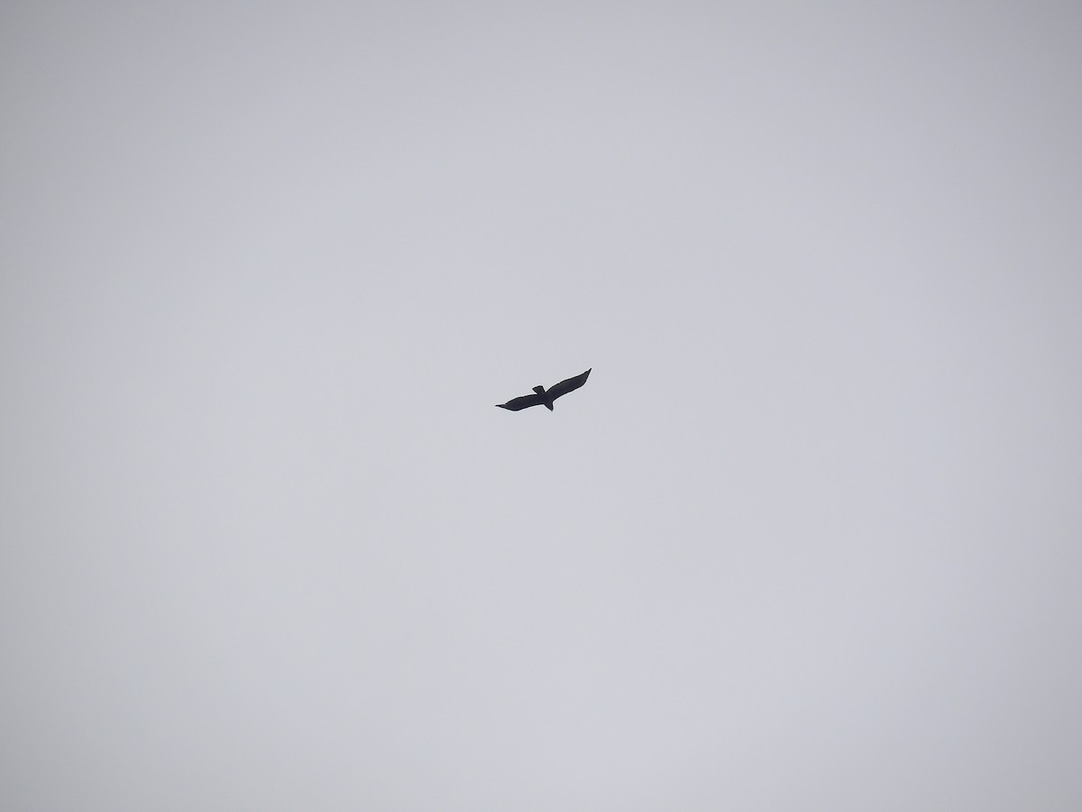 Zone-tailed Hawk - ML638246809