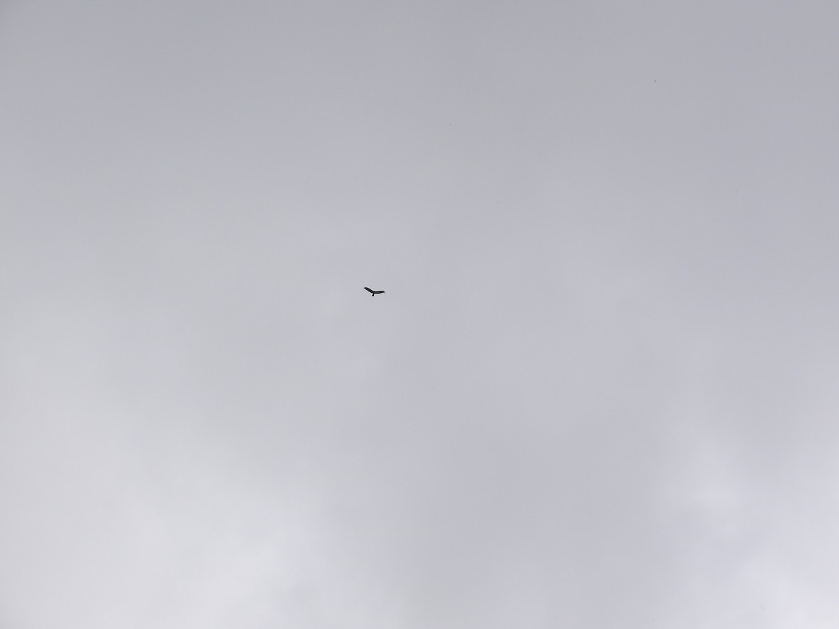 Zone-tailed Hawk - ML638246810
