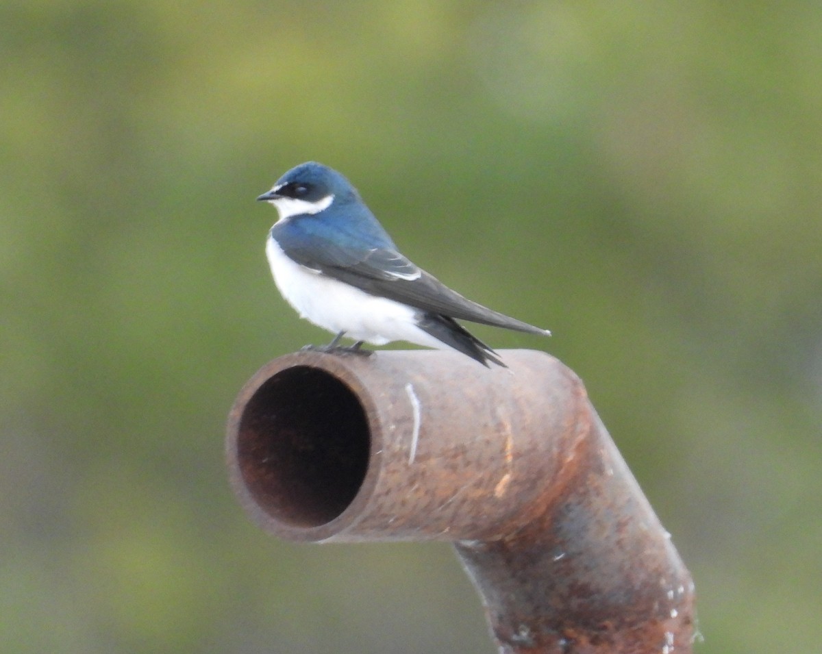 White-rumped Swallow - ML638246811