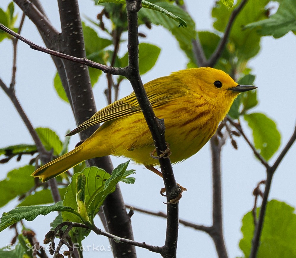 Northern Yellow Warbler - ML638246817