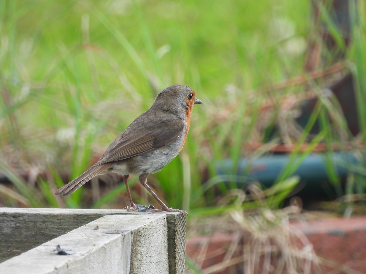 European Robin - ML638246822