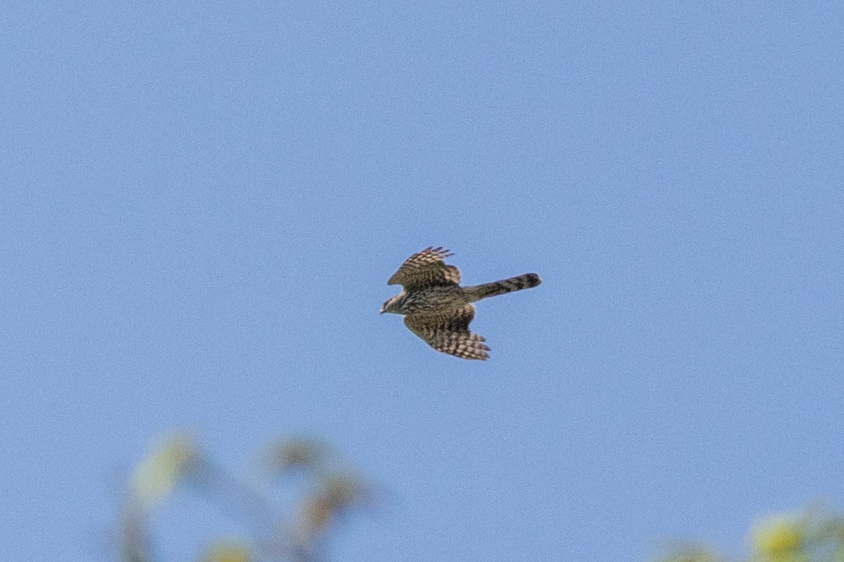 Sharp-shinned/Cooper's Hawk - ML638246837