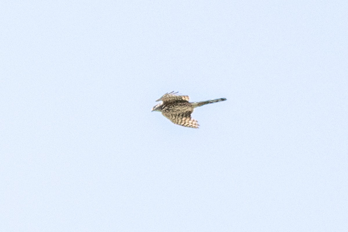 Sharp-shinned/Cooper's Hawk - ML638246838
